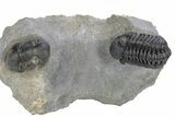 Phacopid (Adrisiops) Trilobite With Paralejurus #287366-1